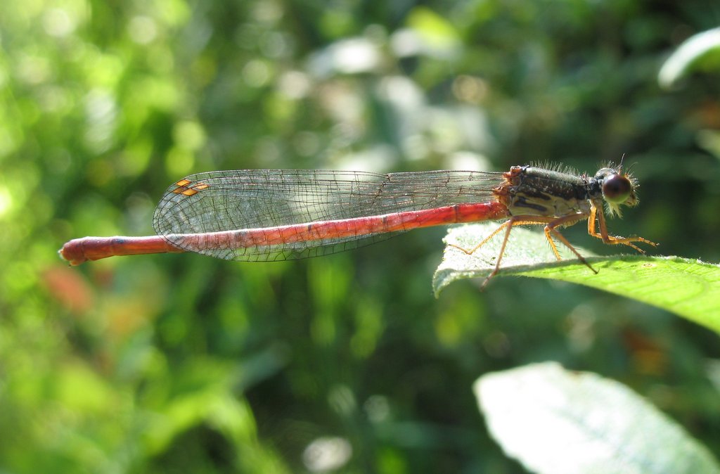 Petite nymphe au corps de feu 001